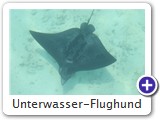 Unterwasser-Flughund